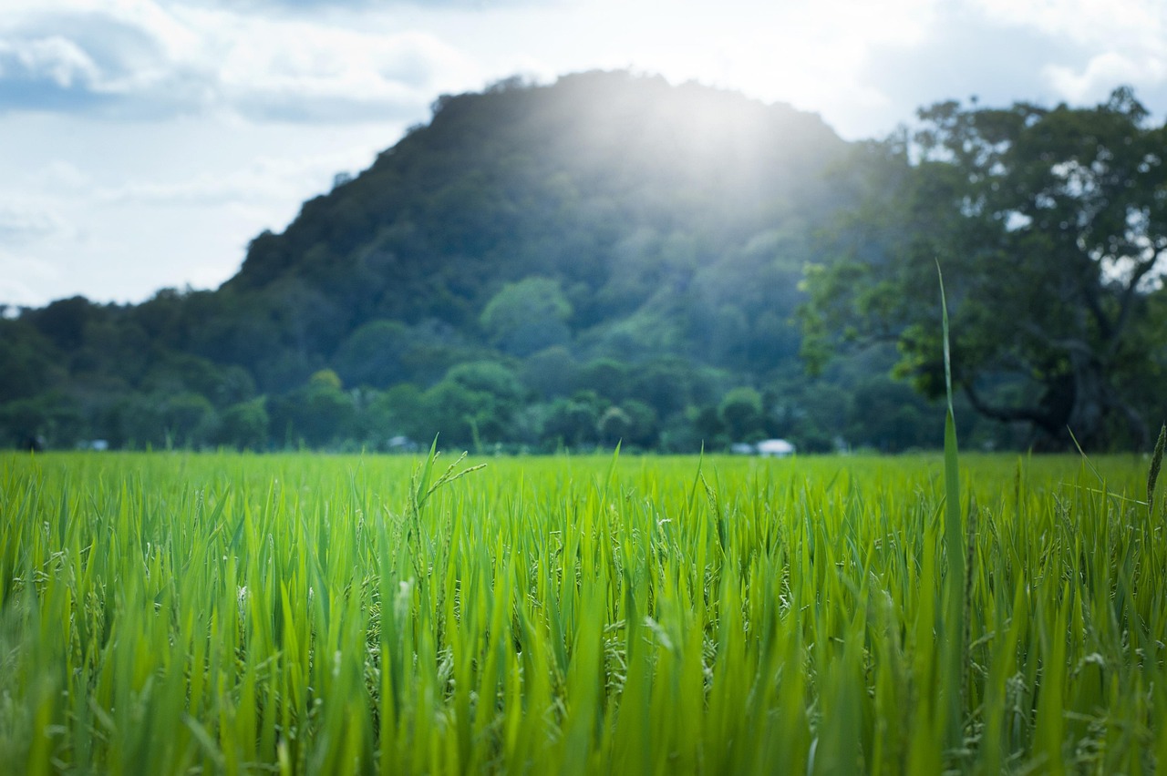 自驾探秘巴马长寿村，最佳住宿指南  第1张